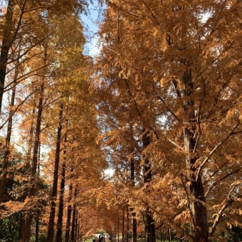 神戸森林公園からのささやま玉水！