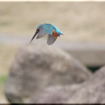 かわせみ　翡翠　知多半島東浦町の鳥　３月 ２８日のカワセミ　