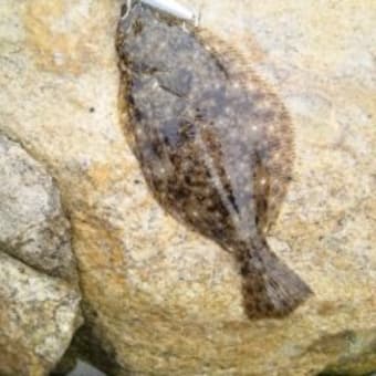 室見川 博多湾 がんチャンの釣り修行 室見川 博多湾 がんチャンの釣り修行
