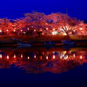 大川の夜桜