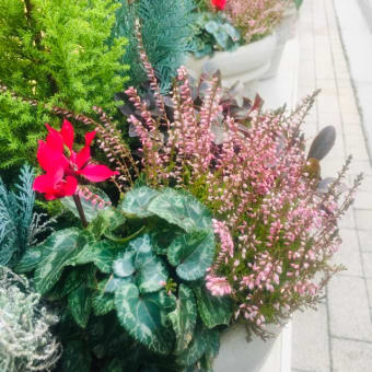 街中で見かけた鉢植えが春らしくて綺麗でした🥰✨🌸