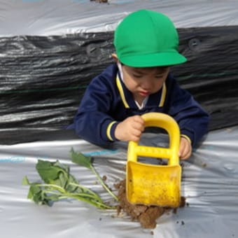 みどり　4歳児　さつまいもの苗植え
