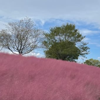 初秋が詰まった花の丘はメルヘンチック