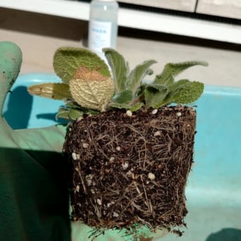 植え付け☆あじさい、ラムズイヤー
