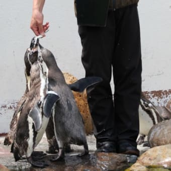 ペンギンちょっと海まで　5　ただいまおやつ