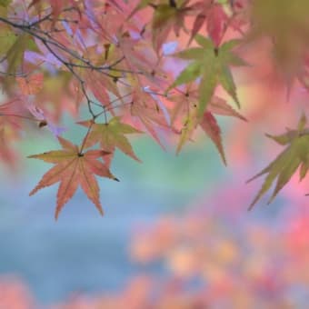 紅葉とカワセミ