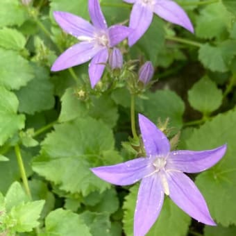 ピンクの薔薇