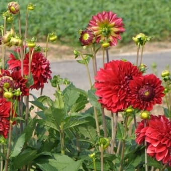花散歩