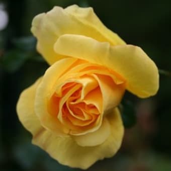 祝・ジローガーデン2008年開花第一号