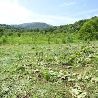 H29,30植栽場所の状況について