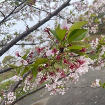 久々のお散歩