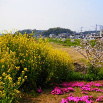 立田山で今年最後のお花見