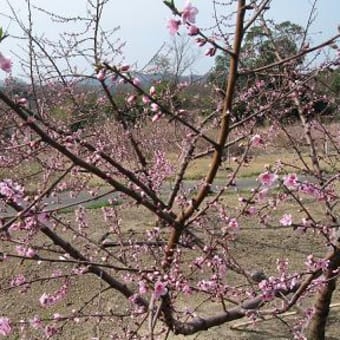 ＊　桃の花を撮りに　＊