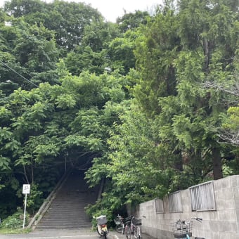 ◇　散歩の道に咲く花