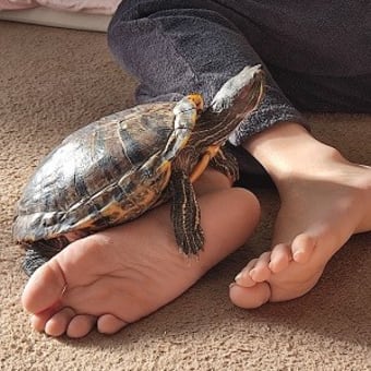 涙を流すミドリガメ