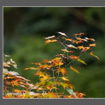 紅葉撮影旅