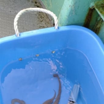 アオリイカ命 泰平丸 ウロコナイ釣行