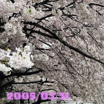 桜満開