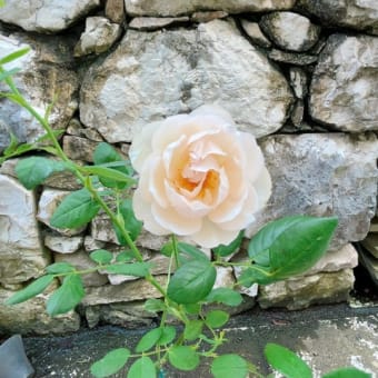 ティーツリーの花が咲いた＆宿根草コーナーの切り戻し