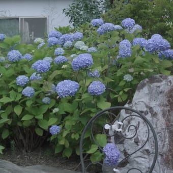 見頃を迎えた