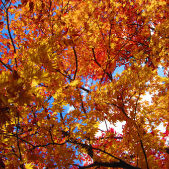 まだ、中央高原が紅葉が見ごろ？！