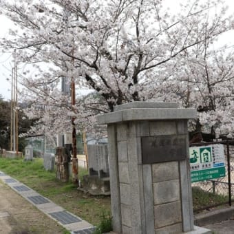 旧田熊小学校の桜