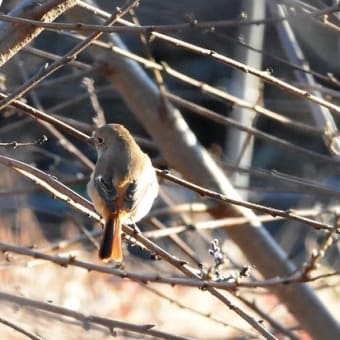瑠璃色の鳥