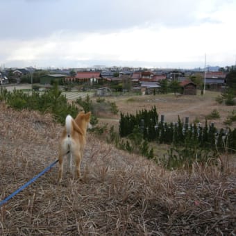 散歩道