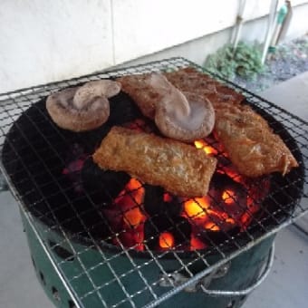 ♯チワワの太りすぎ