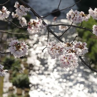 令和元年上期のスナップ