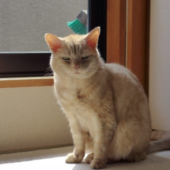 榎木孝明さん 「猫のくすっ」 - 球ちゃんとの ひねもすブログ 榎木孝明さん 「猫のくすっ」 - 球ちゃんとの ひねもすブログ