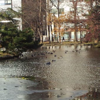 氷の池で