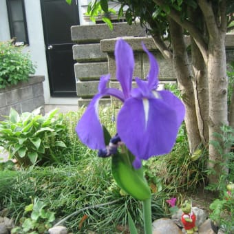 池の植物