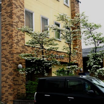 一斉に花が・・・