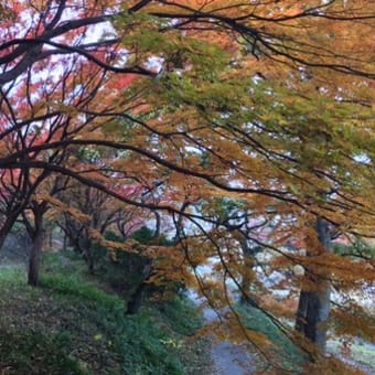 モンちゃんと紅葉