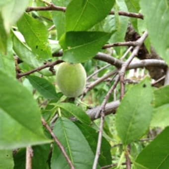 庭の枝垂れ桃