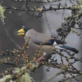 野鳥シリーズ　２