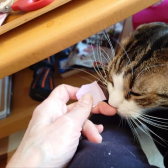モカちゃんの爪切り✂️