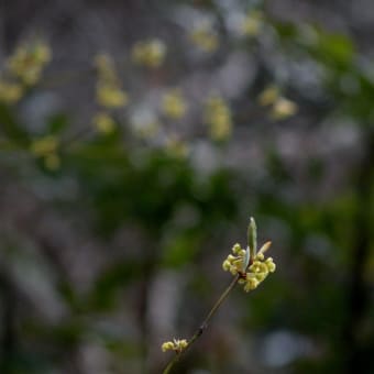 クロモジの花