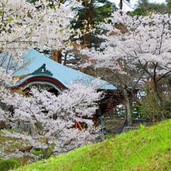 福泉寺の桜　2025　弐