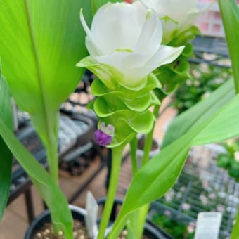 猛暑の中白いお花は如何でしょうか？