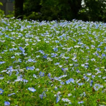 ネモフィラの花。。。