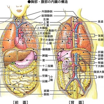 身体を知り・活かす知恵 ー人体の構造図 <胸部・腹部の内臓>