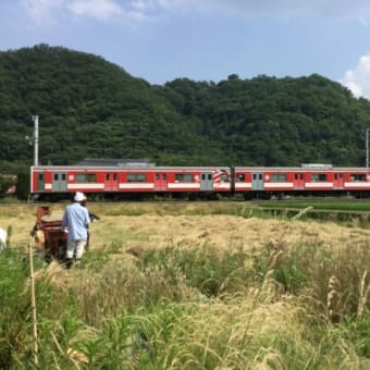 古代小麦の麦刈り終了しました。