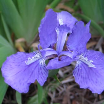 菖蒲・アヤメ？