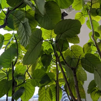 鉢植えひまわり