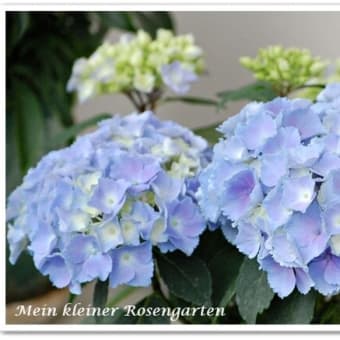 紫陽花の季節に