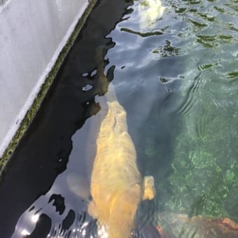 ツツジと鯉