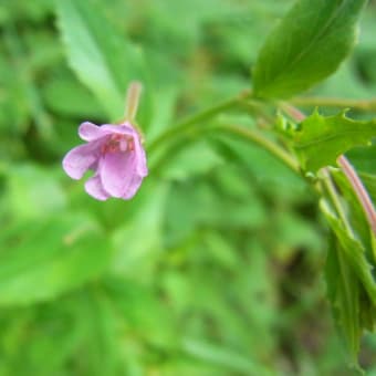 ヨーロッパアルプスで出会った花々　⑧やはり目立つ赤い花　