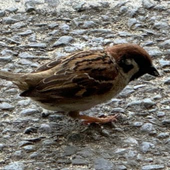 オサンポ walk - 鳥bird : たまに、のスズメ sometimes, "Hello sparrows!"